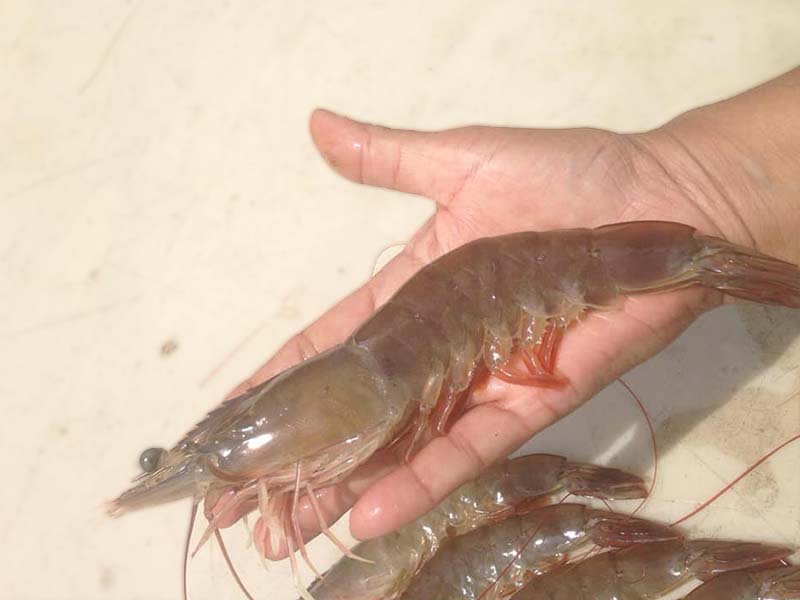 Vaishnavi-Aquatech-Shrimp